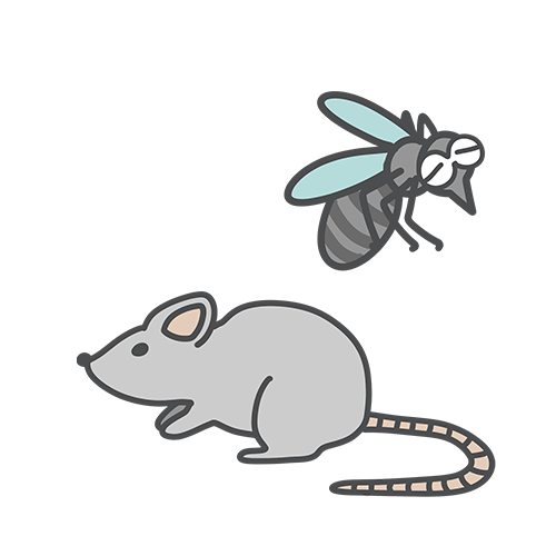 動物や昆虫などからの感染イラスト