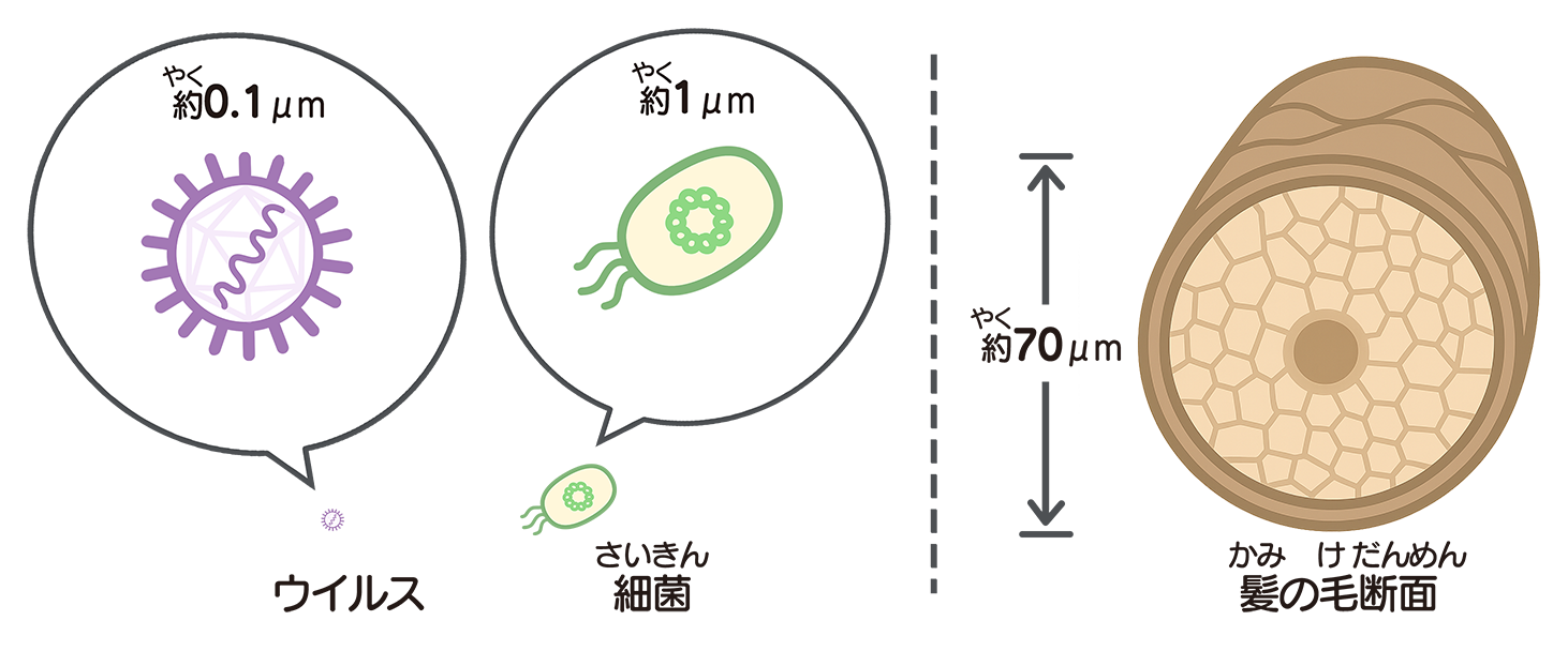 ウイルス・細菌・髪の毛のサイズ比較イラスト