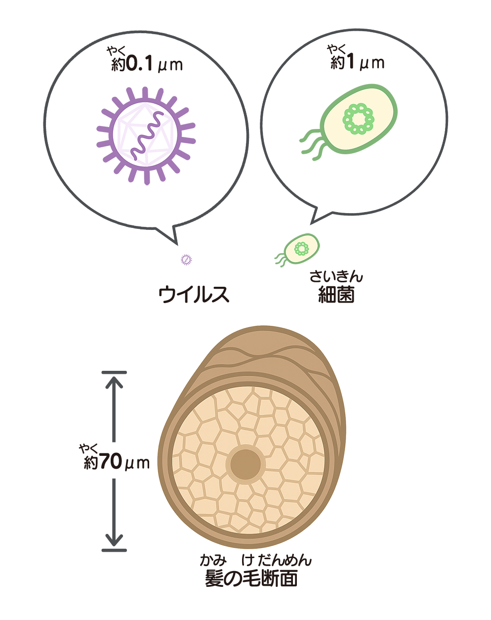 ウイルス・細菌・髪の毛のサイズ比較イラスト